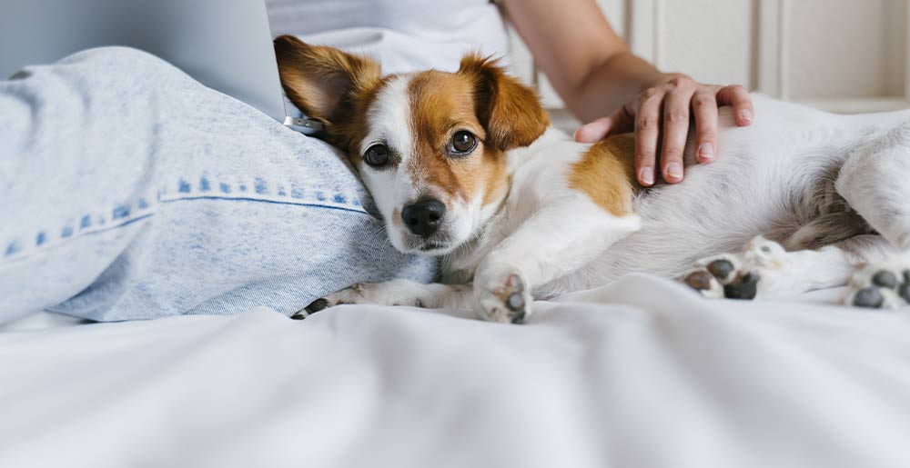 Cuddling your dog: where to pet them to make them happy
